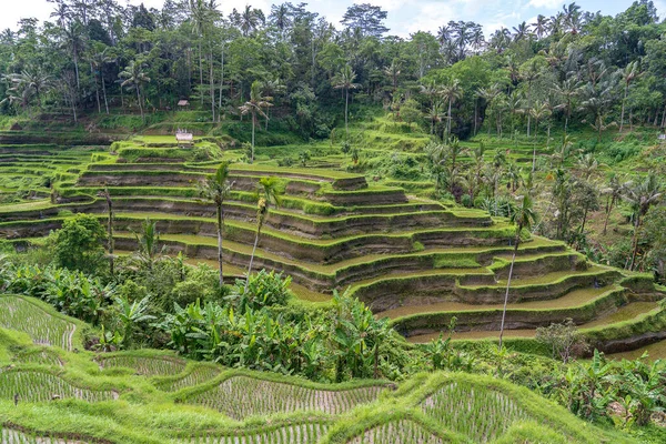 Zöld Rizs Teraszok Rizs Mezők Hegyi Közelében Ubud Trópusi Sziget — Stock Fotó