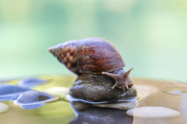 Een Slak Een Schelp Kruipt Een Keramische Pot Met Water — Stockfoto