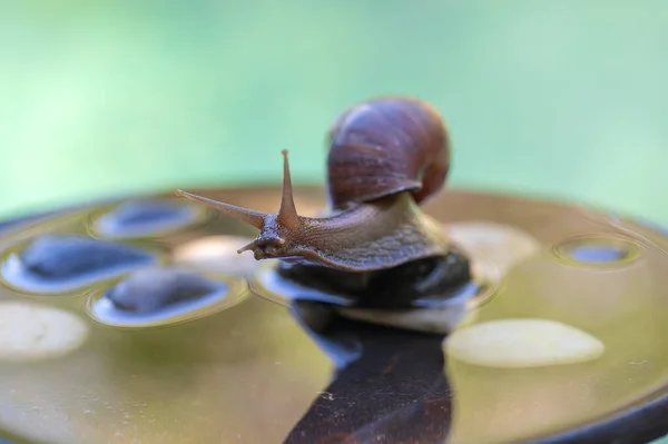 Eine Schnecke Schneckenhaus Kriecht Auf Einem Keramiktopf Mit Wasser Sommertag — Stockfoto