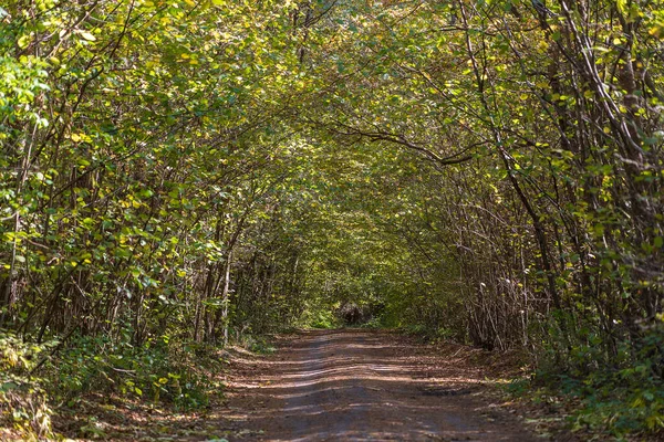 Vista Ángulo Bajo Una Carretera Medio Bosque Otoño Árboles Formando — Foto de Stock