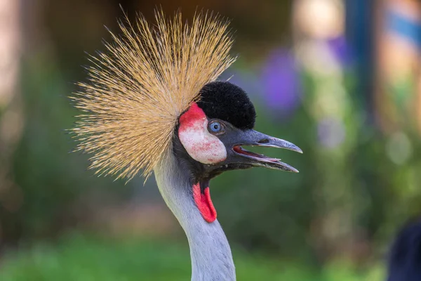 頭に硬い金色の羽を持つ灰色の冠鶴やバレアリカの規制の肖像 クローズアップ — ストック写真