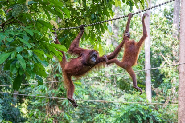 Een Wilde Bedreigde Orang Oetan Het Regenwoud Van Eiland Borneo — Stockfoto