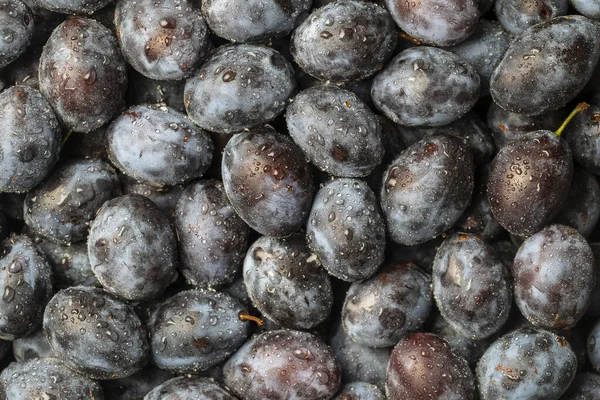 Muita Fruta Fresca Ameixas Azuis Com Gotas Água Fundo Textura — Fotografia de Stock