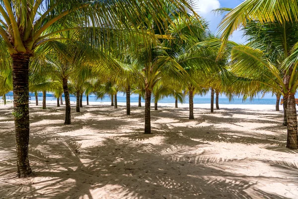 Palme Cocco Verdi Sulla Spiaggia Sabbia Bianca Vicino Mar Cinese — Foto Stock