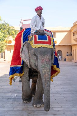 JAIPUR, INDIA - 26 Kasım 2018: Madalyalı filler eski Hindistan 'ın Rajasthan kentindeki Jaipur kentindeki Amber Kalesi' nde turistlere biniyorlar