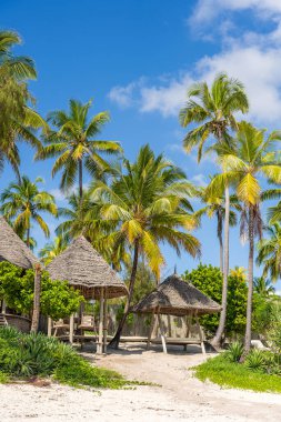 Doğu Afrika, Tanzanya 'daki Zanzibar adasında hindistan cevizi palmiyeleri olan tropik bir sahil. Seyahat ve tatil kavramı