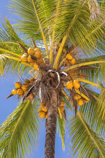 东非地区桑给巴尔岛 椰子棕榈树从高高的海滩上俯瞰 蓝天背景下的绿色棕榈叶和椰子 — 图库照片