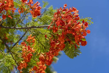 Mavi gökyüzü arka planında kırmızı tropikal çiçekleri olan yaz renkli ağaç Zanzibar, Tanzanya, Doğu Afrika 'da