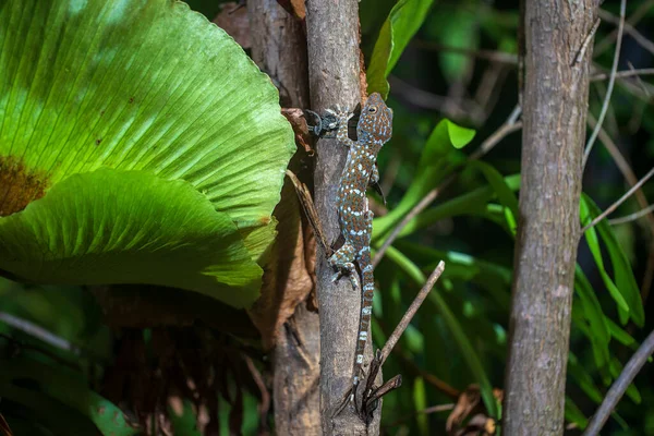 Tokay Gecko晚上在泰国Koh Phangan岛上的一棵热带树上动物与自然概念 — 图库照片