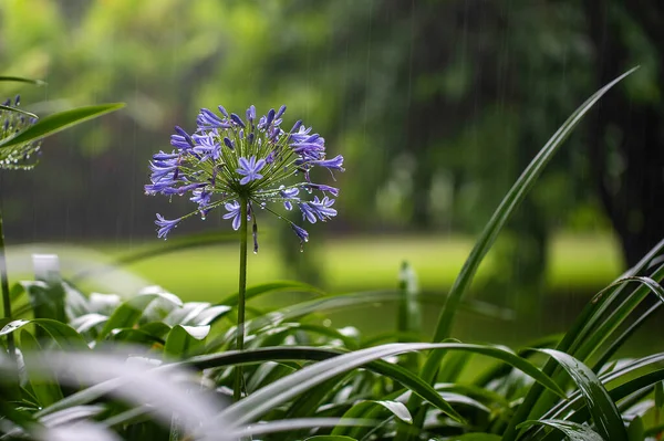 Agapanthus praecox, blue lily flower during tropical rain, close up. African lily or Lily of the Nile is popular garden plant in Amaryllidaceae family. Tanzania, east Africa