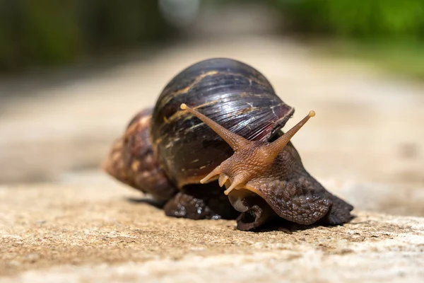 Big Snail Shell Crawling Road Summer Day Garden Arusha Tanzania — Stock Photo, Image