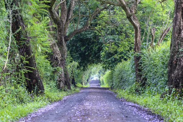 Длинный Путь Дороги Рядом Большими Зелеными Деревьями Тоннеле Танзания Восточная — стоковое фото