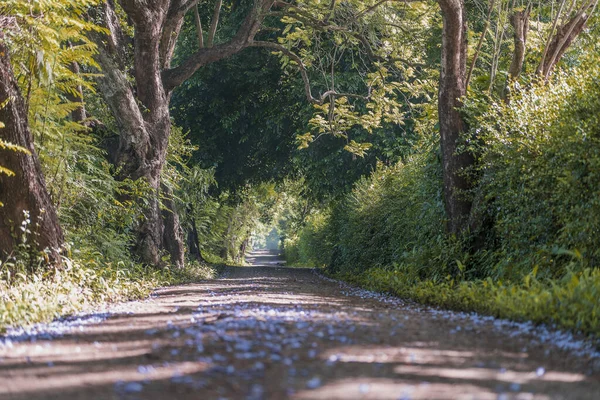 Lunga Strada Accanto Grandi Alberi Verdi Come Galleria Degli Alberi — Foto Stock