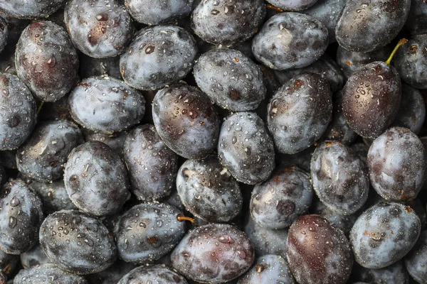 Veel Vers Blauw Pruimenfruit Met Waterdruppels Textuur Achtergrond Van Verse — Stockfoto