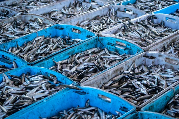 Pescado Mar Fresco Venta Mercado Alimentos Callejeros Kota Kinabalu Isla — Foto de Stock