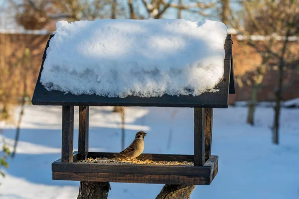 冬园里的木鸟以房屋的形式觅食 用种子喂鸟时的行为 喂食器里有麻雀 喂鸟的鸟 — 图库照片