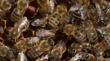 Bal peteği üzerinde çalışan arı, kapat. Arıların kolonisi. Kırsalda arıcılık. Macro bal peteğinde bir kovanla, bal ve polenle balmumu hücreleriyle çekim yapıyor. Taraklarda bal