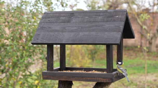 Wooden Bird Feeder Form House Autumn Garden Close Behavior Birds — Stockvideo