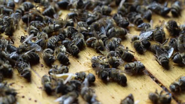 Многие Мертвые Пчелы Улье Закрываются Расстройство Разрушения Колонии Голод Воздействие — стоковое видео