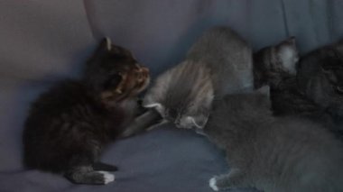 Hayatın bir ayındaki yavru kediler içeride oynuyorlar, evcil hayvanları kapatıyorlar.