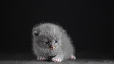 Yeni doğmuş küçük gri kedi yavrusu kediyi bekliyor. Şirin, komik ev hayvanları. Evcil hayvanı kapatın. Yavru kedi iki haftalık.