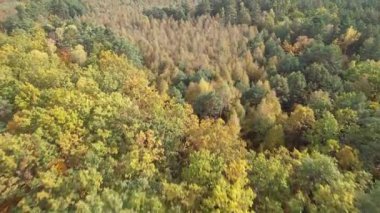 Güneşli bir günde sonbahar ormanı manzarası. Kozalaklı ve yaprak döken ormanın doğal arka planı, üst manzara, Ukrayna, Avrupa. Seyahat ve doğa kavramı. Sonbahar ağaçlarının üzerinden uçmak. Sonbahar sezonu