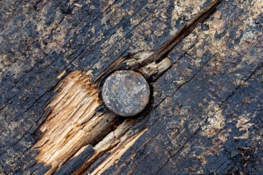 Metal çivi çatlamış eski bir çam ağacına saplanır.