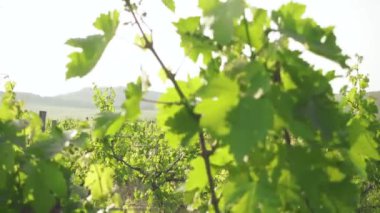 Üzüm alanları ve ufuk tepelerinde