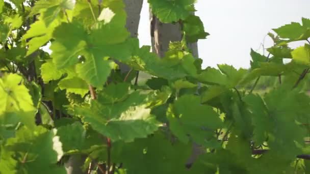 Зеленый молодой виноградник, качающийся на ветру — стоковое видео