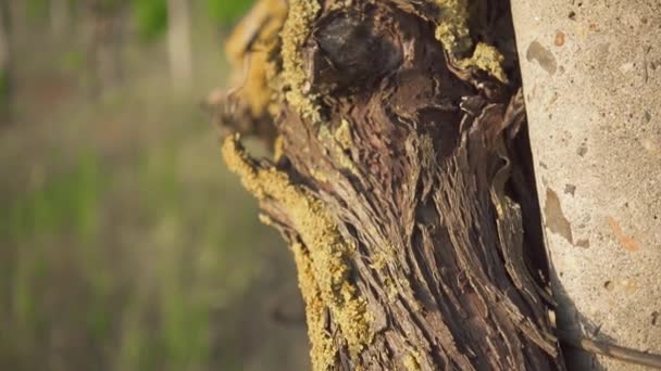 Slow motion konkret stöd och gamla vinstockar — Stockvideo