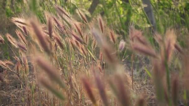 Повільний рух пір'я-трава махає на вітрі в виноградниках — стокове відео