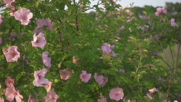 Flores rosadas en cámara lenta en un arbusto de escaramujo — Vídeos de Stock