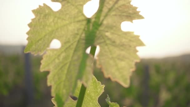 Långsam rörelse en unga vinstockar som vajade i vinden och solen — Stockvideo