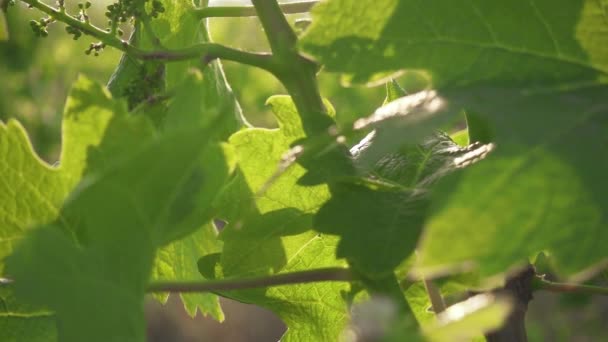 Mouvement de la caméra au ralenti vers le haut de la jeune vigne — Video