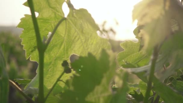 Slow motion the setting sun through the young grapes — Stock Video