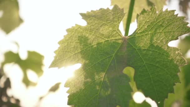 Movimiento lento hermoso sol a través de las hojas de las uvas — Vídeo de stock