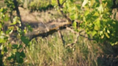 Ağır çekim piknik açık havada üzüm bağları