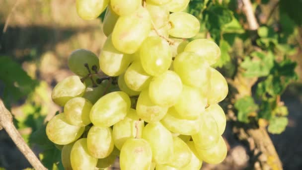 Un bouquet de raisins blancs à la lumière du soleil — Video