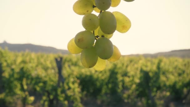 Un ramo de uvas verdes bajo los rayos del sol — Vídeos de Stock