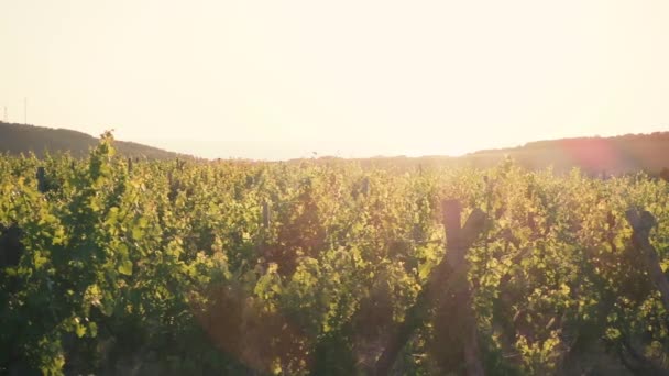 Landscape vineyard in front of the sun — Stock Video