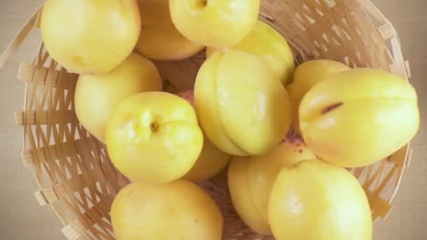 Slow motion apricots fall into the basket from under the camera — Stock Video