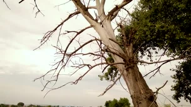 Árbol muerto junto a los jóvenes y verdes — Vídeo de stock