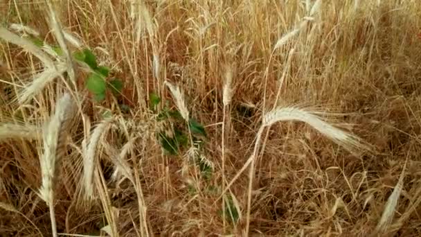 Erva verde cresce nas hastes de trigo maduro — Vídeo de Stock