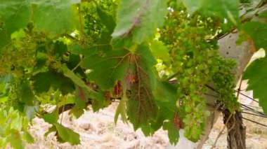 Çimenli eski bağ ve kamera hareketi