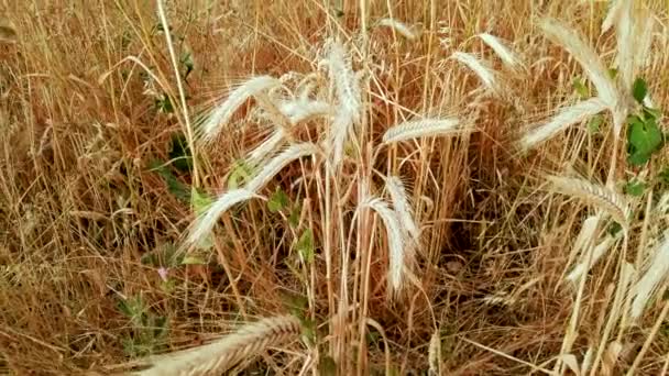 Groene bindweed groeit op de stammen van rijpe tarwe — Stockvideo