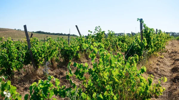 Виноградні поля і схили пагорбів на горизонті — стокове фото