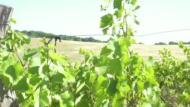Summer vineyard and green hills — Stock Video