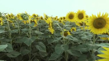 Gün batımında ayçiçeği tarlası