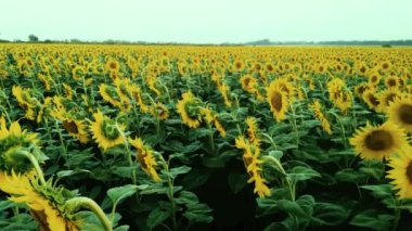 Gün batımında ayçiçeği tarlası