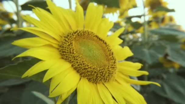 Pole slunečnic při západu slunce — Stock video